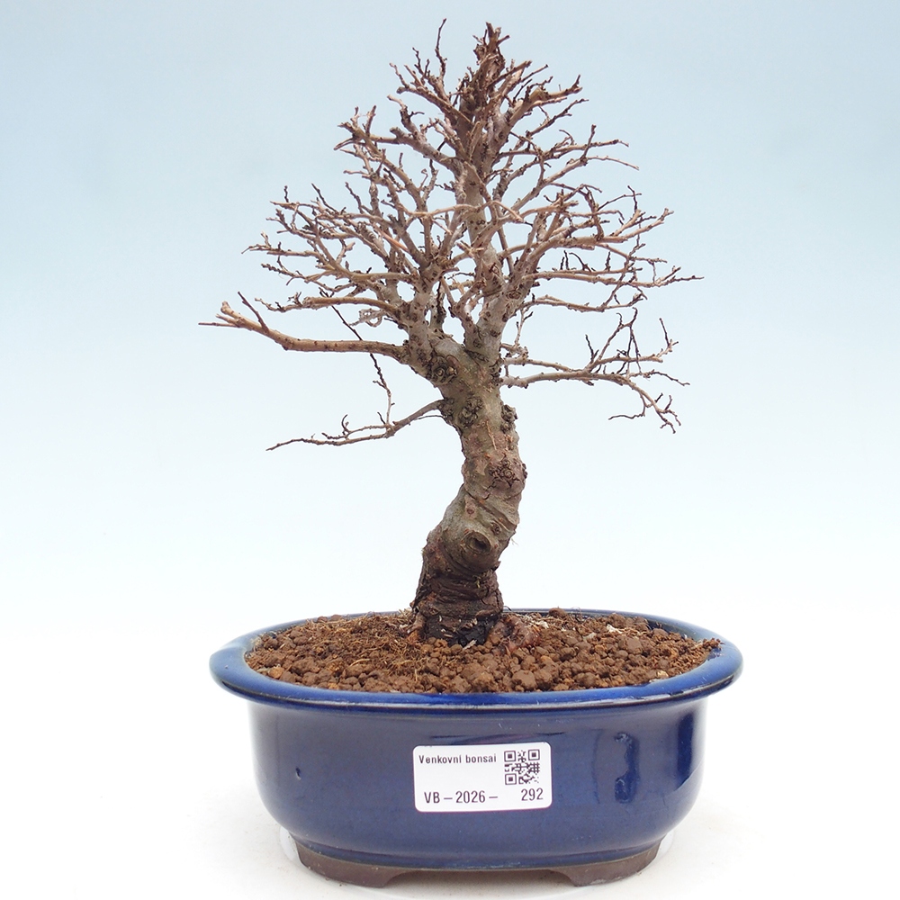 Bonsai da esterno - Zelkova - Zelkova NIRE