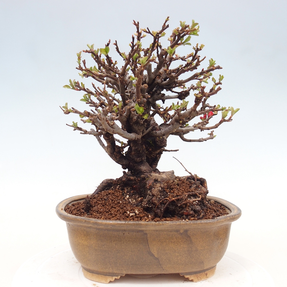 Bonsai da esterno - Chaneomeles speciosa - Cotogno