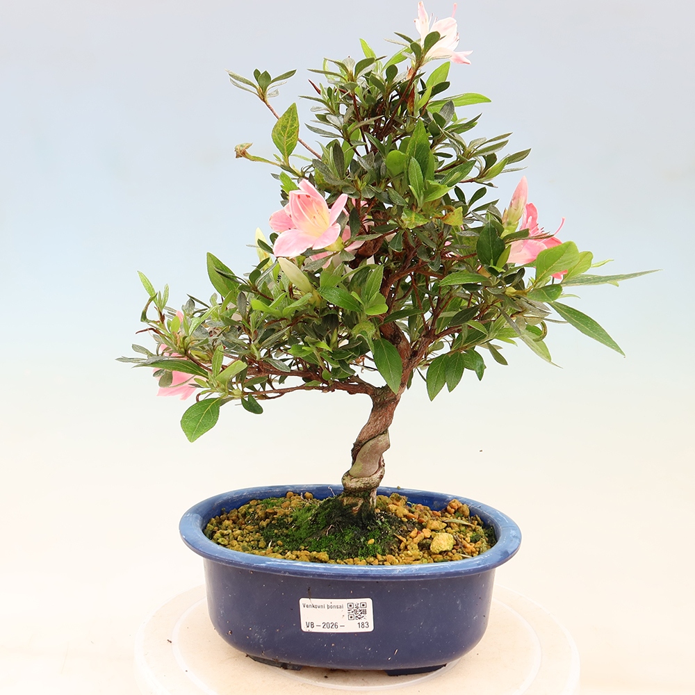 Bonsai da esterno - Azalea giapponese - Azalea Senhime