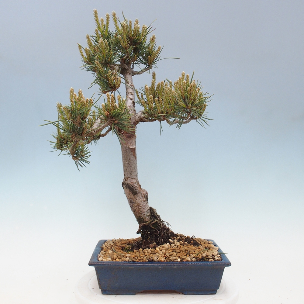Bonsai da esterno - Pinus Sylvestris Watererri - Pino silvestre