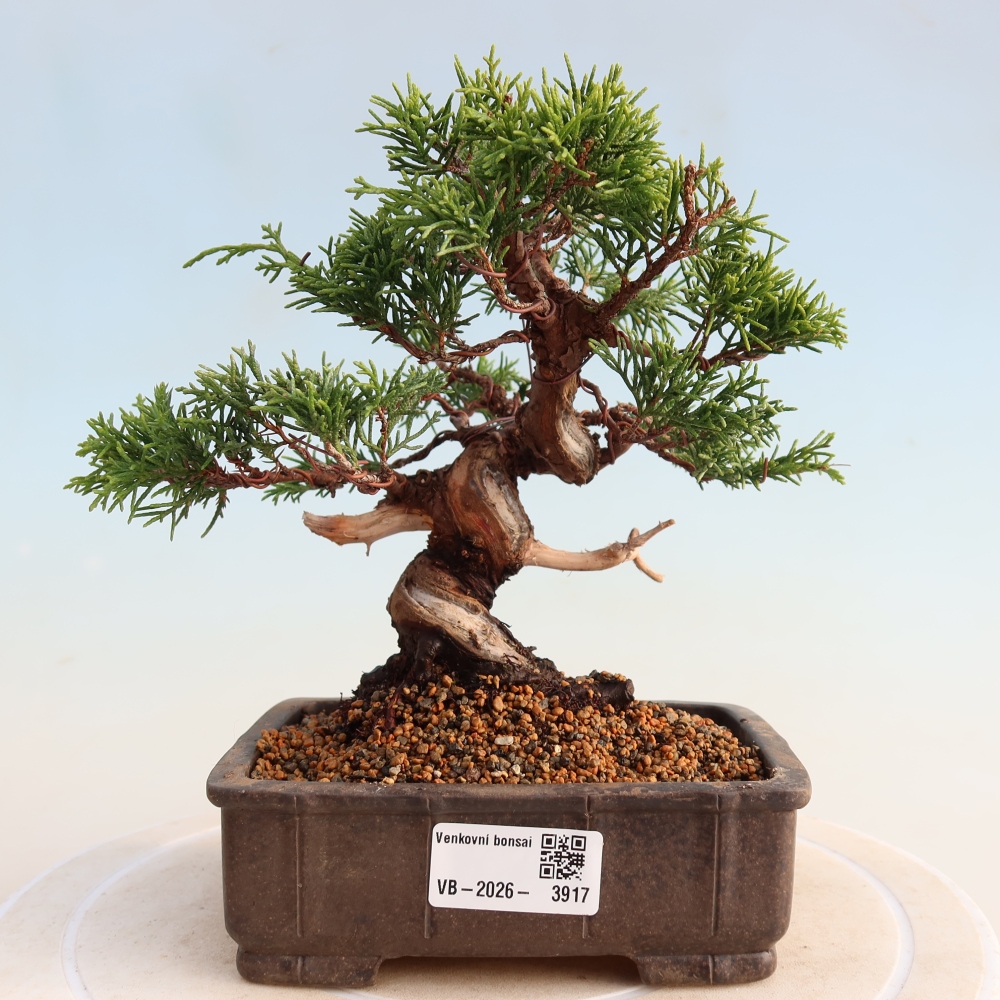 Bonsai da esterno - Juniperus chinensis Itoigawa