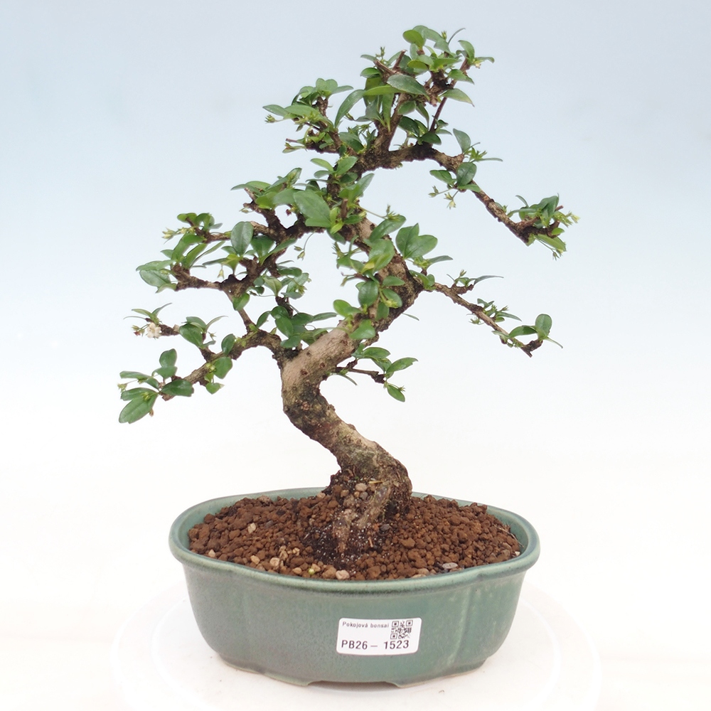 Camera bonsai - Carmona macrophylla - Tea fuki
