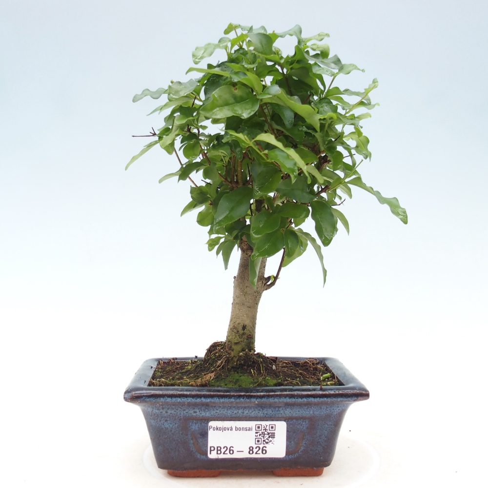 Camera bonsai -Ligustrum chinensis - Becco d'uccello