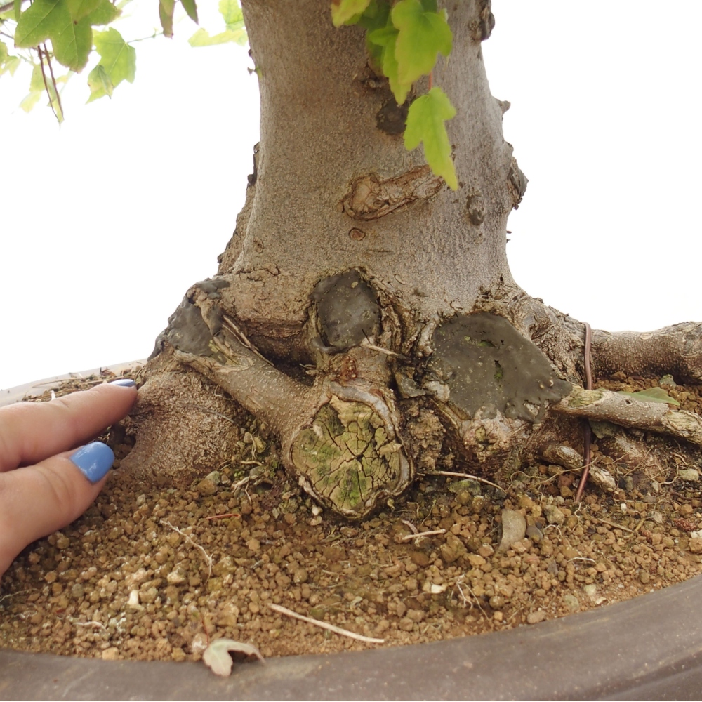 Bonsai da esterno - Acer Buergerianum - Acero di Burger