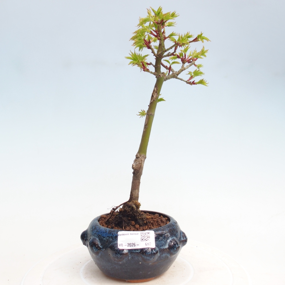Bonsai da esterno -Javor a foglie piccole SHISHIGASHIRA
