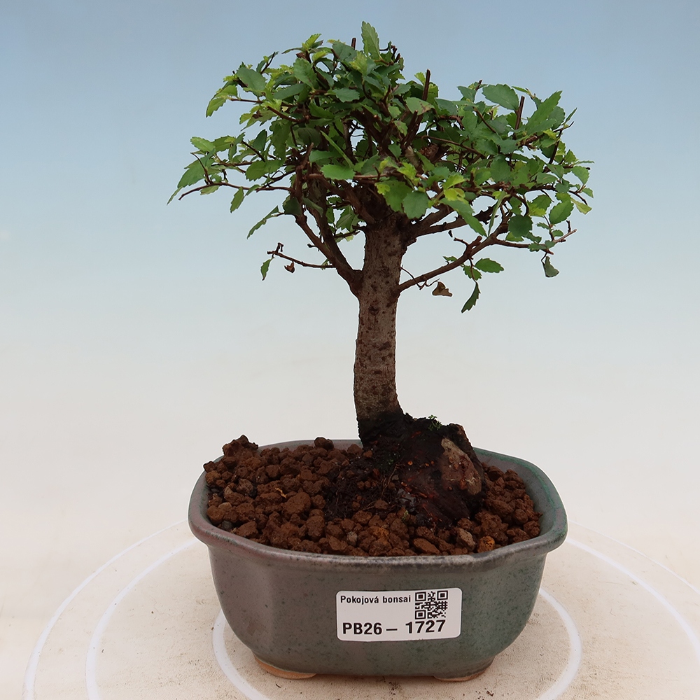 Camera bonsai - Ulmus parvifolia - Olmo a foglie piccole