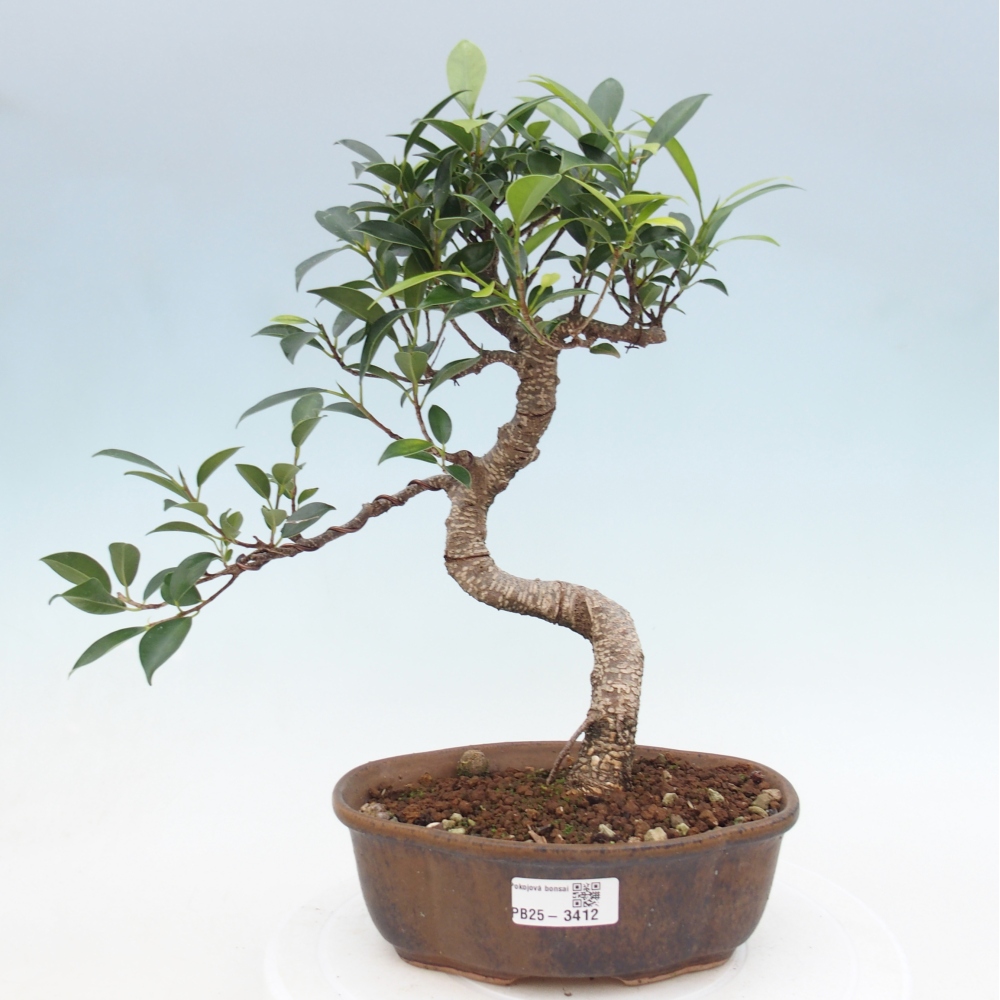 Camera bonsai - Ficus retusa - ficus a foglie piccole