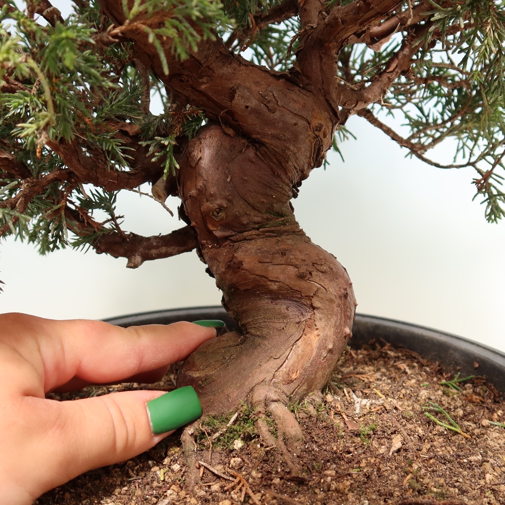 Bonsai da esterno - Juniperus chinensis Itoigawa-Juniperus chinensis