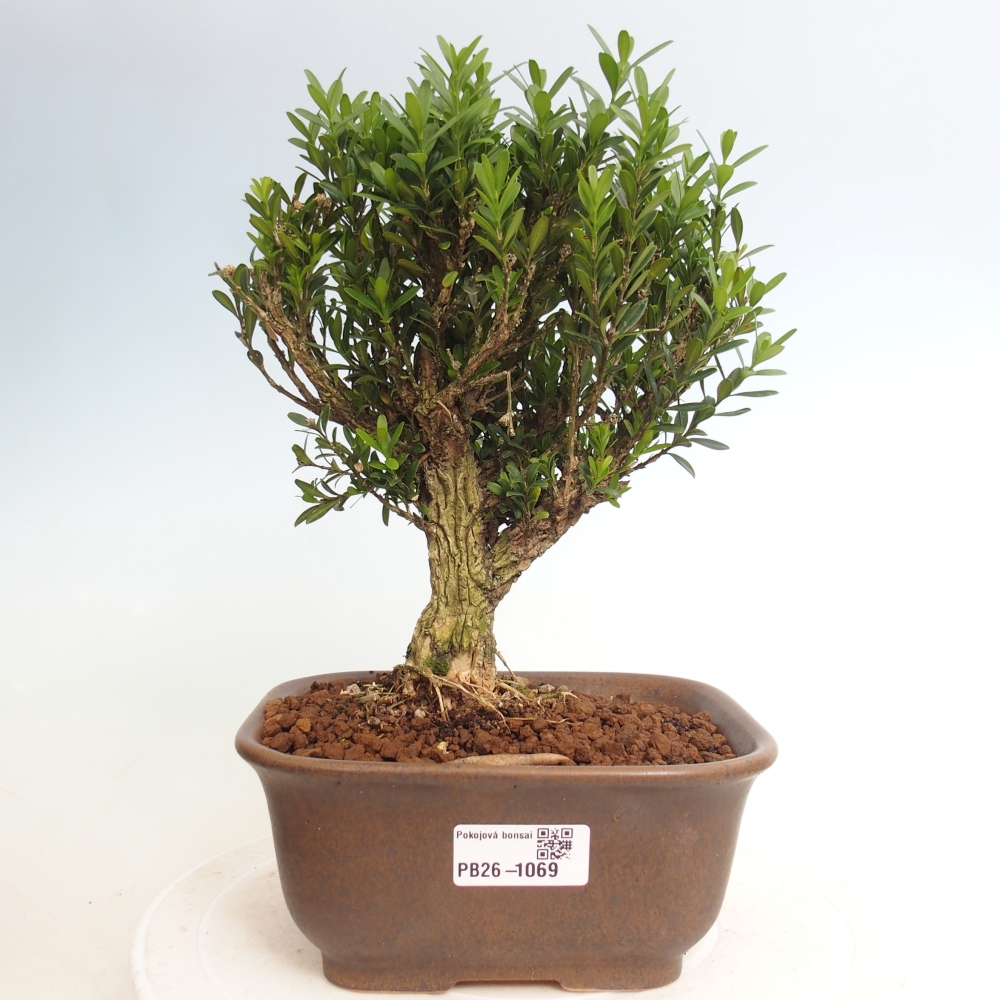 Camera bonsai - Buxus harlandii - buxus da sughero