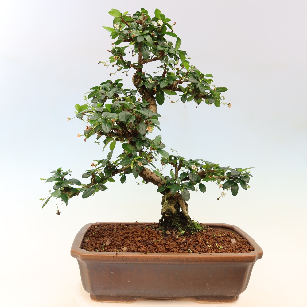 Camera bonsai - Carmona macrophylla - Tea fuki