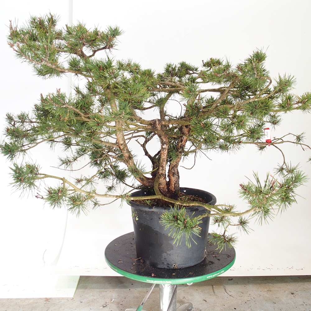 Yamadori - Pinus sylvestris Spagna