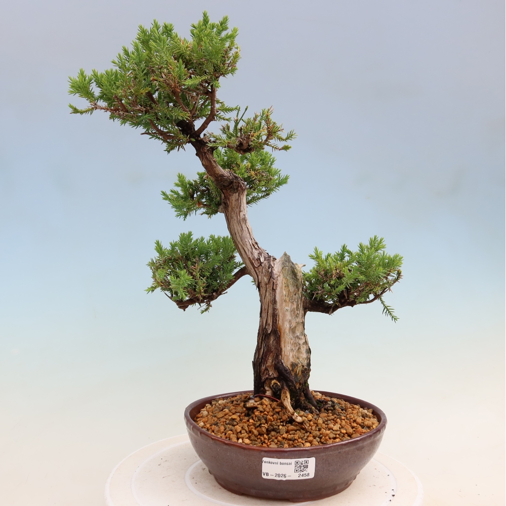Bonsai da esterno - Juniperus squamata – Ginepro squamato
