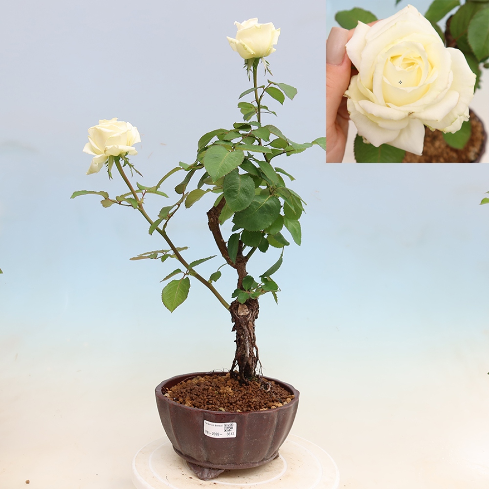 Bonsai da esterno - Rosa Kordes - rosa