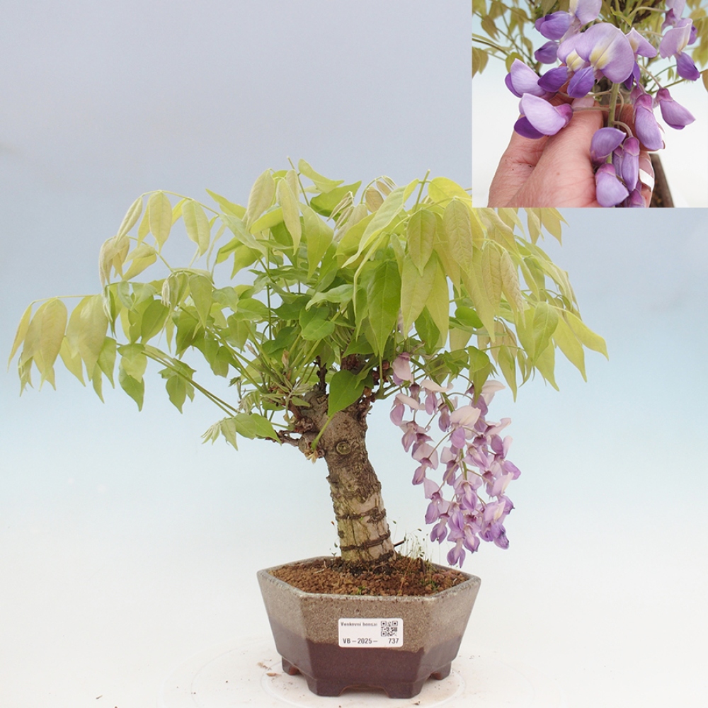 Bonsai da esterno - Glicine floribunda