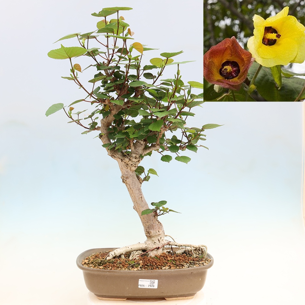 Bonsai da interno - Hibiscus tiliaceus - Ibisco marino