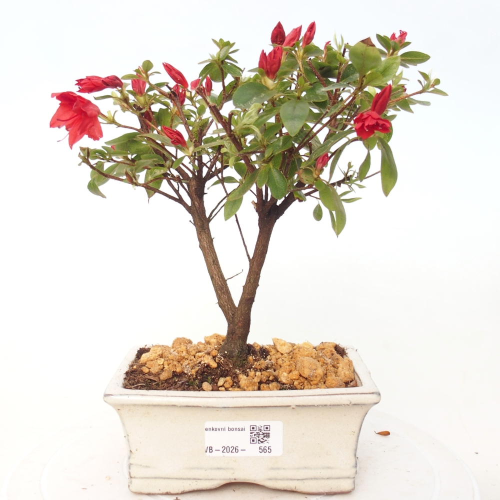 Bonsai da esterno - Azalea giapponese - Azalea sp.