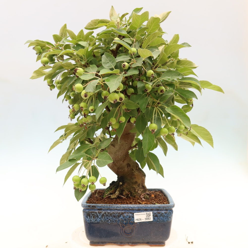 Bonsai da esterno -Malus halliana - Melo a frutto piccolo