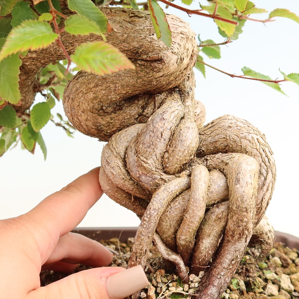 Bonsai da esterno -Carpinus CARPINOIDES - Carpino coreano