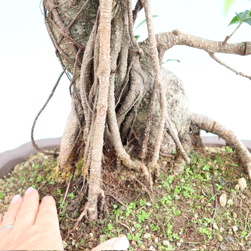 Camera bonsai - Ficus kimmen - ficus a foglie piccole