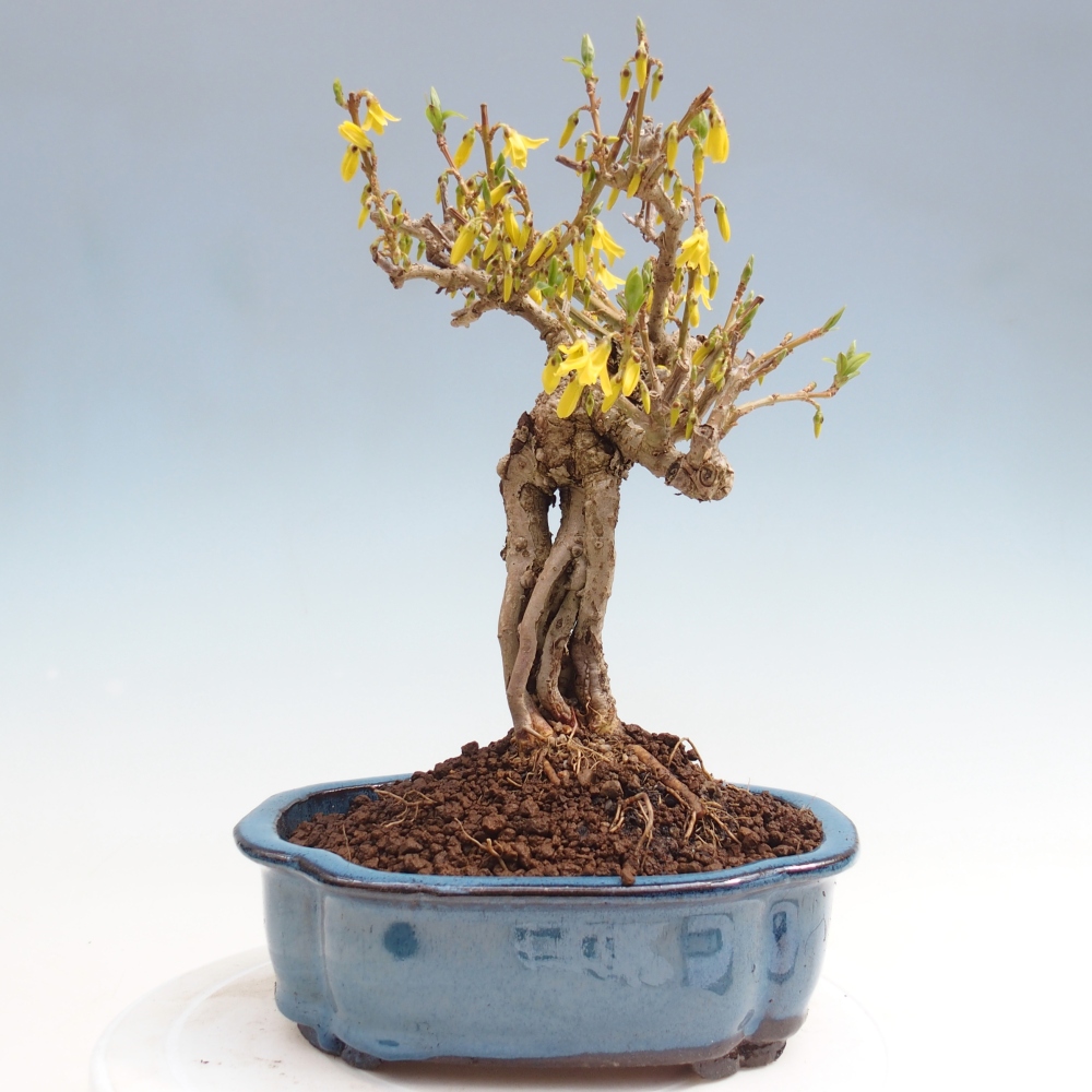 Bonsai da esterno - Zlatice - Forsythia koreana