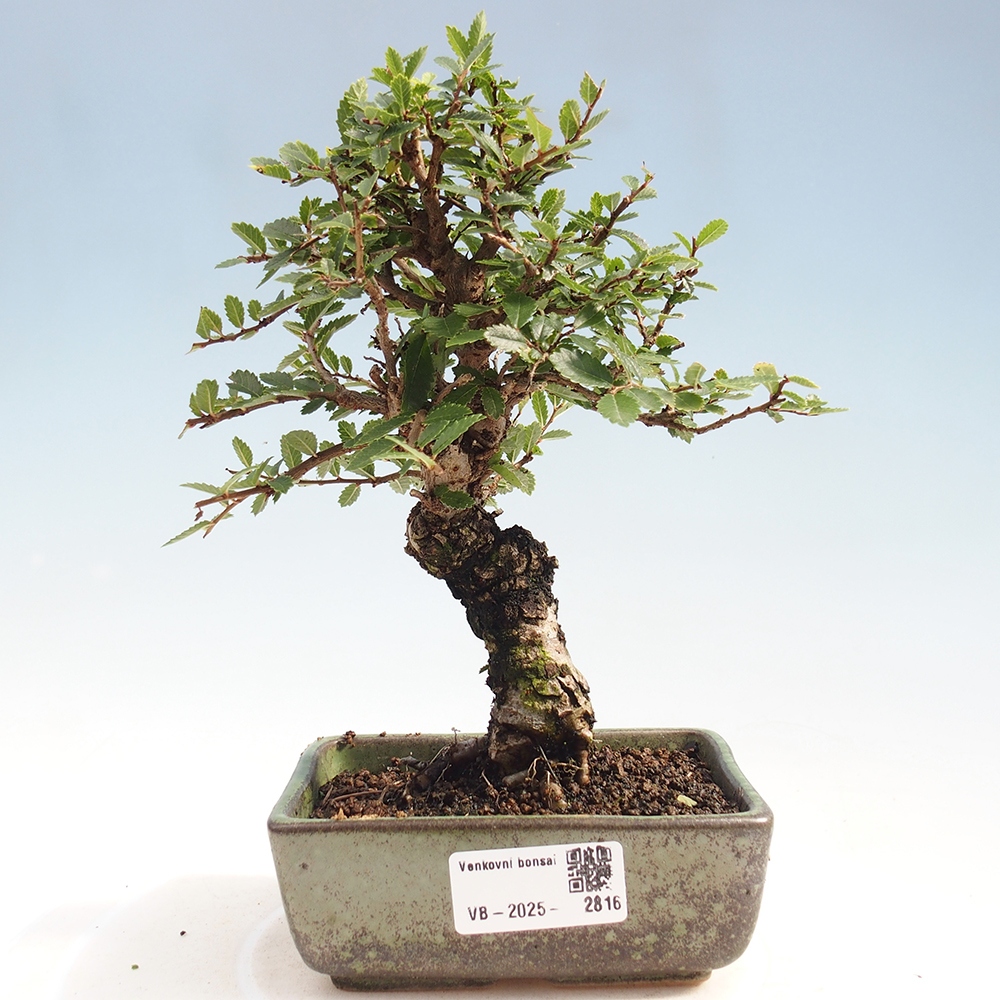 Bonsai da esterno - Zelkova - Zelkova NIRE