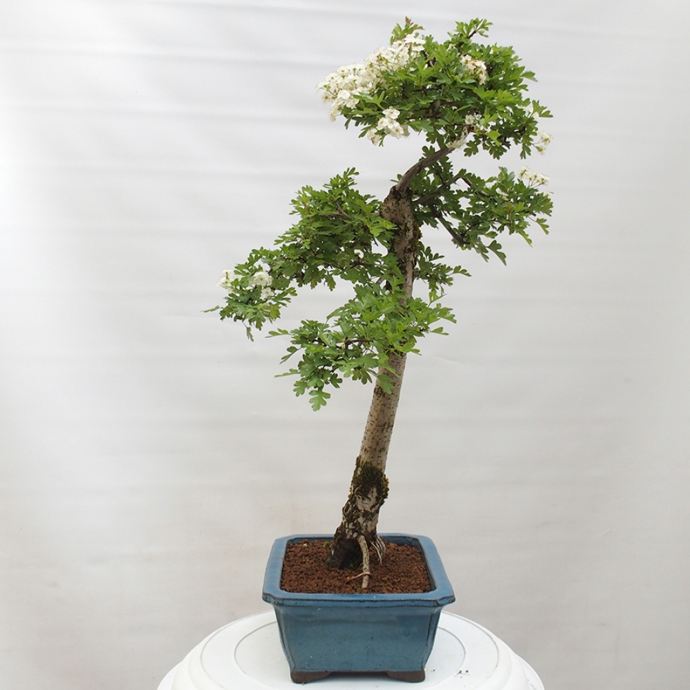 Bonsai da esterno - Biancospino - Crataegus monogyna