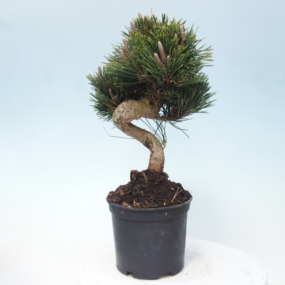 Bonsai da esterno - Pinus thunbergii senjyumaru - Pino di Thunberg