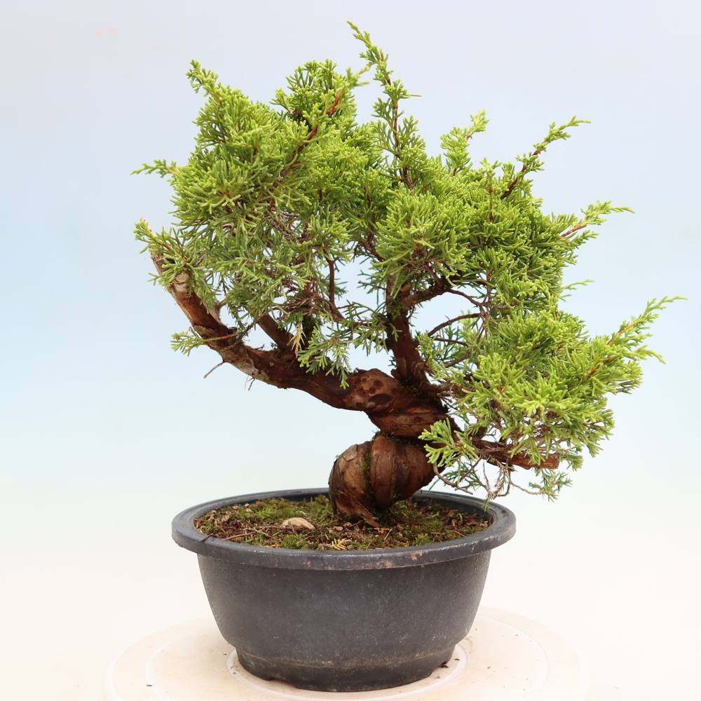 Bonsai da esterno - Juniperus chinensis Itoigawa-Juniperus chinensis