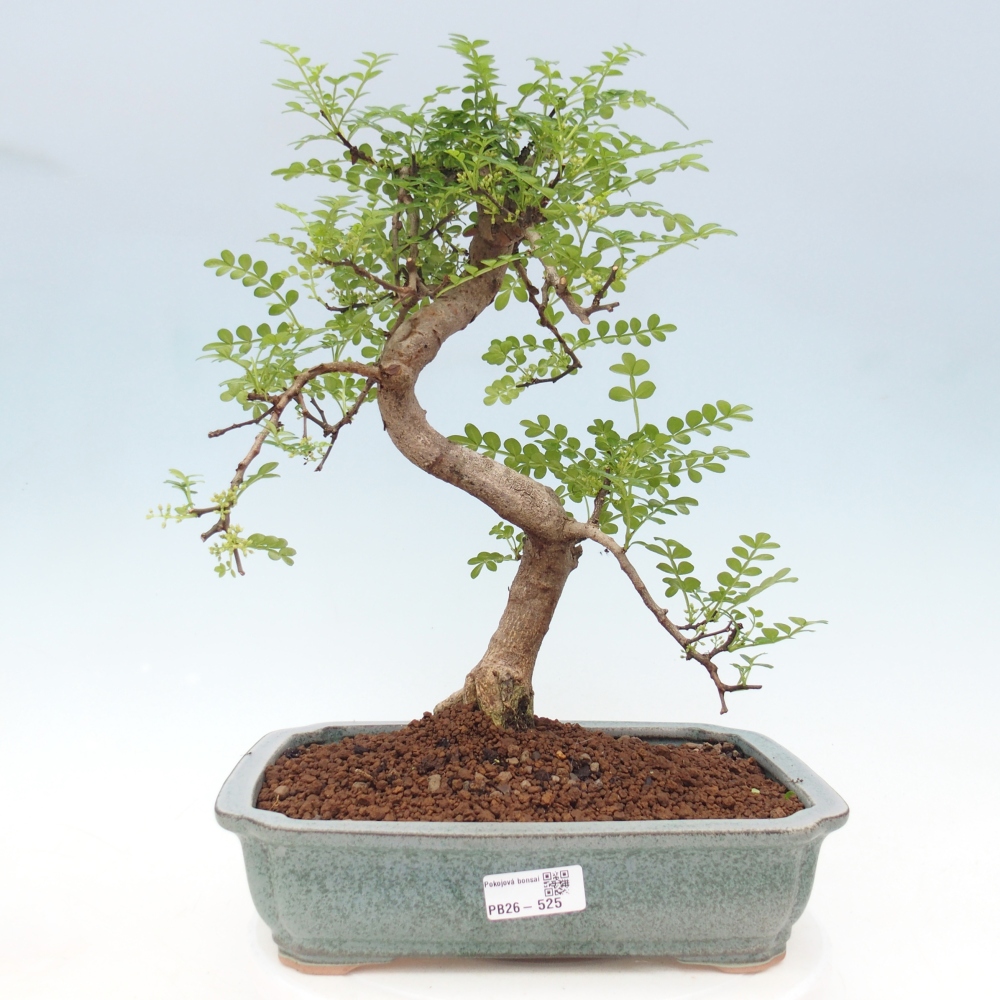 Camera bonsai - Zantoxylum piperitum - albero del pepe