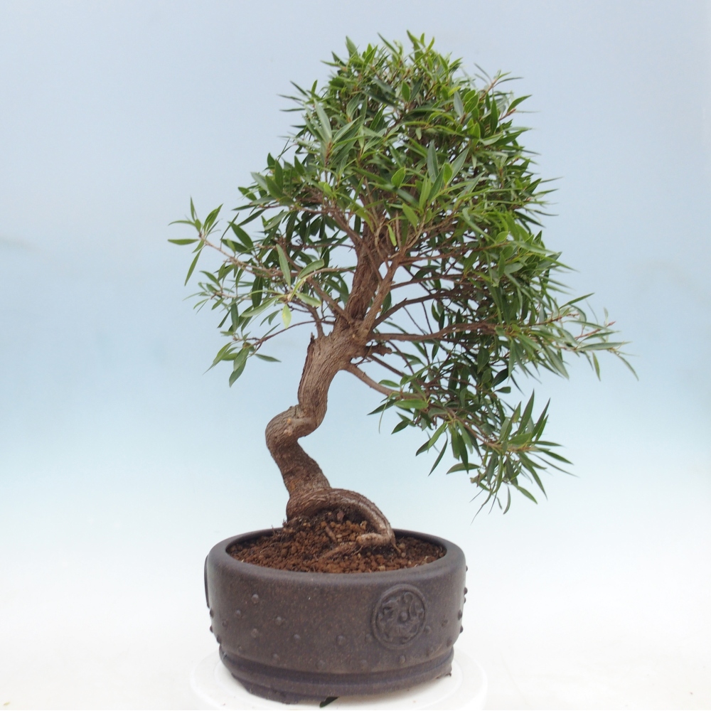 Camera bonsai - Ficus nerifolia - ficus a foglie piccole