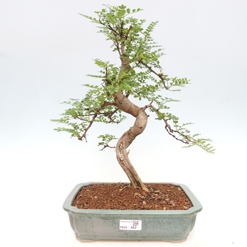 Camera bonsai - Zantoxylum piperitum - albero del pepe