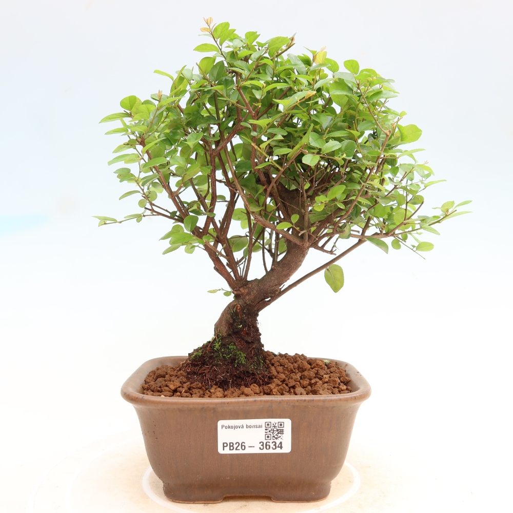Camera bonsai - Sageretia thea - Sageretia thea