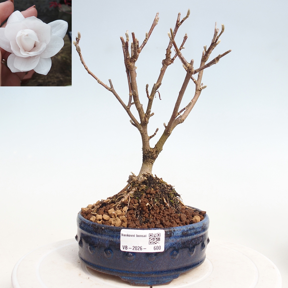 Bonsai da esterno - Magnolia stellata
