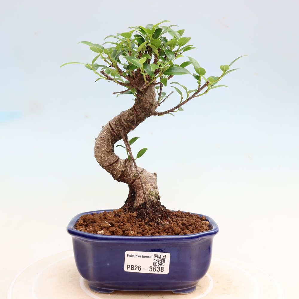 Camera bonsai - Ficus kimmen - ficus a foglie piccole