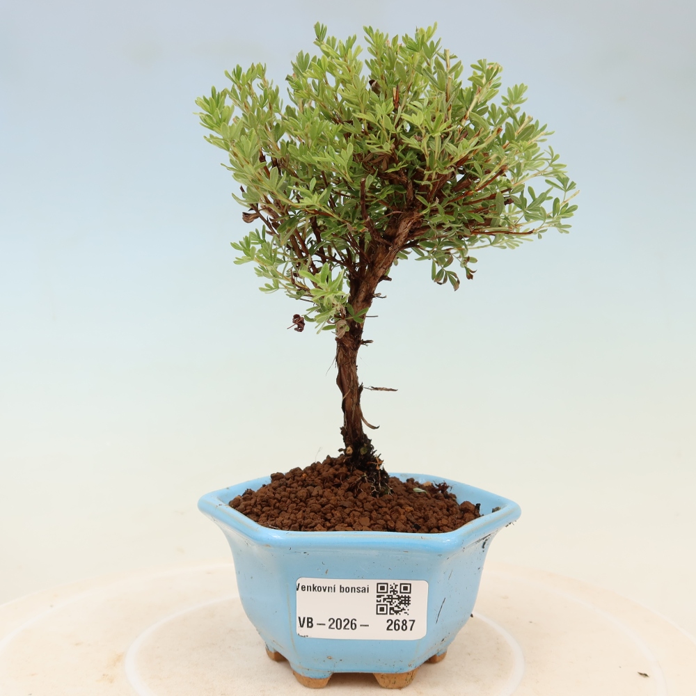 Bonsai da esterno - Potentilla fruticosa - Goldkissen