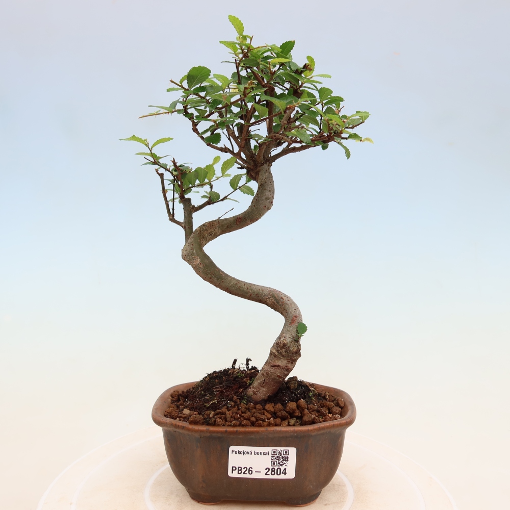 Camera bonsai - Ulmus parvifolia - Olmo a foglie piccole