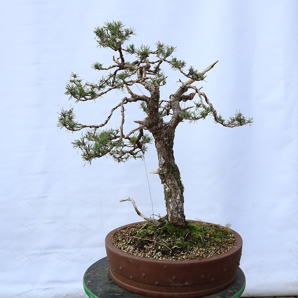 Pinus sylvestris Spagna - pino silvestre