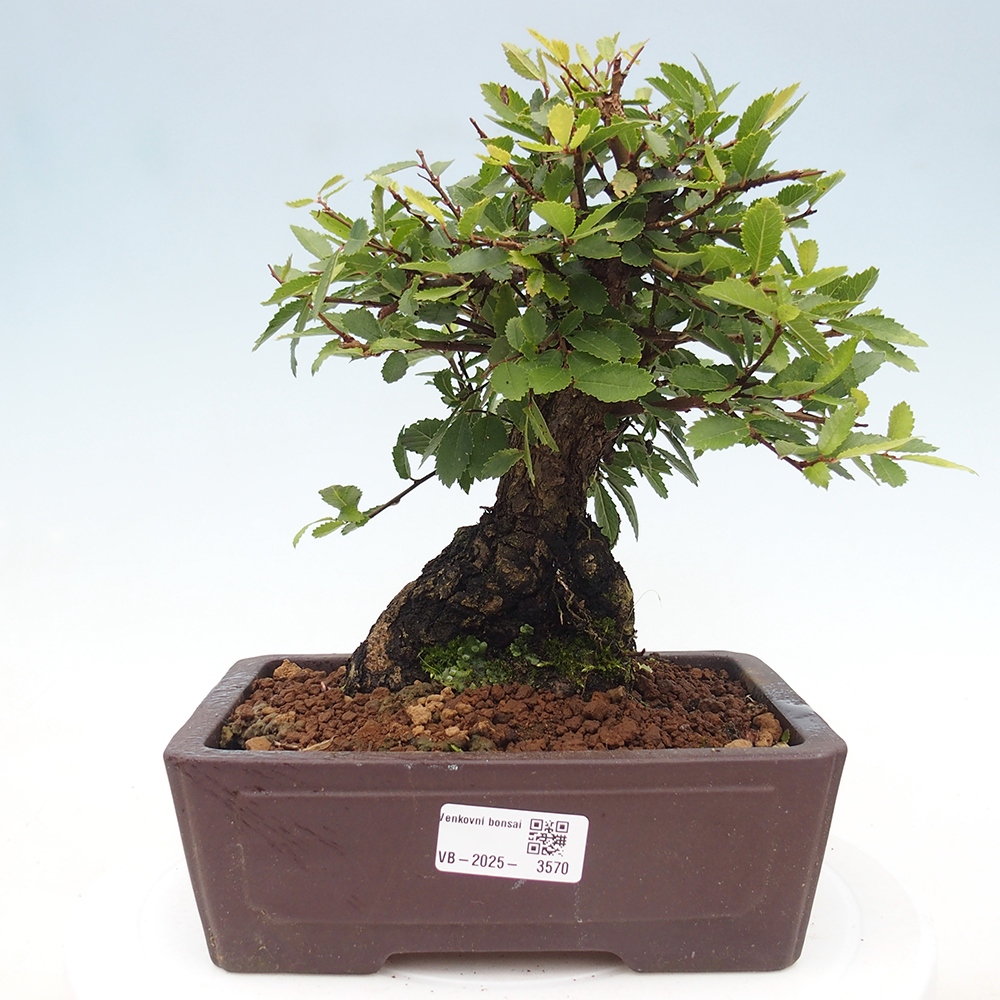 Bonsai da esterno - Zelkova - Zelkova NIRE