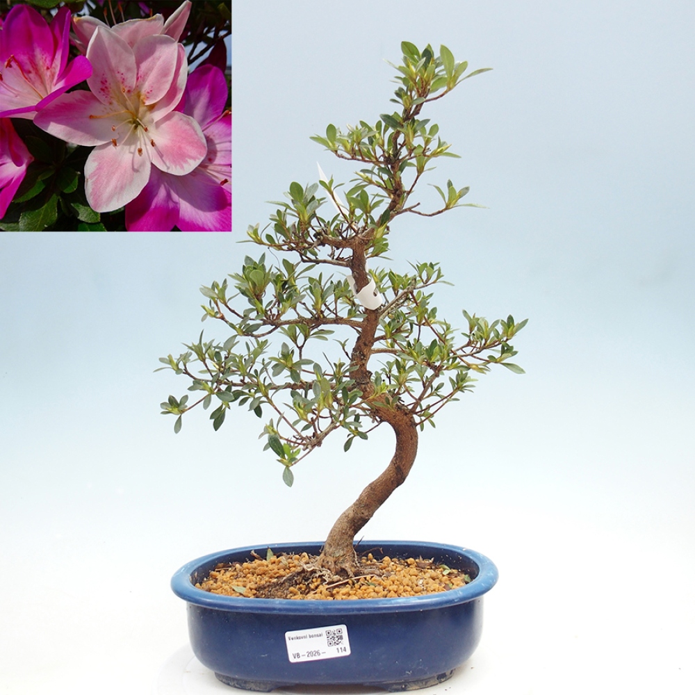 Bonsai da esterno - Azalea giapponese - Azalea MURASAKI