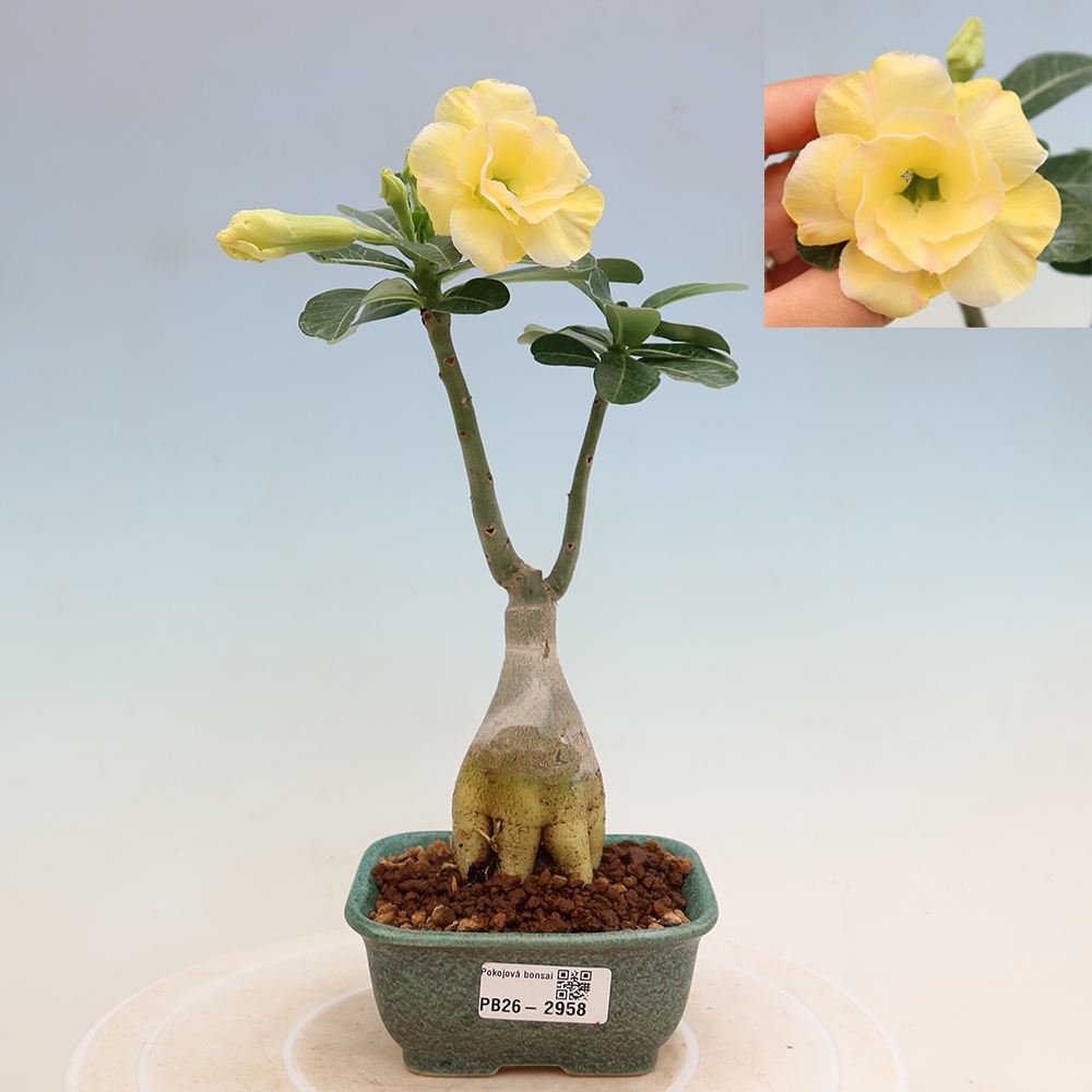 Bonsai da interno - Adenium obesum innestato Alonza  - Rosa del deserto