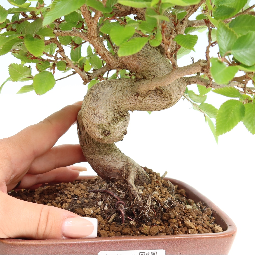 Bonsai da esterno -Carpinus Coreana - Carpino coreano