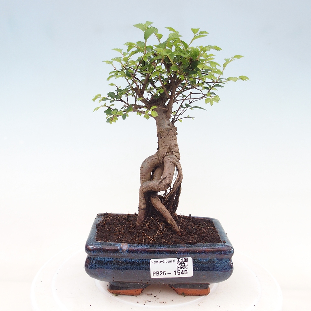 Camera bonsai - Ulmus parvifolia - Olmo a foglie piccole