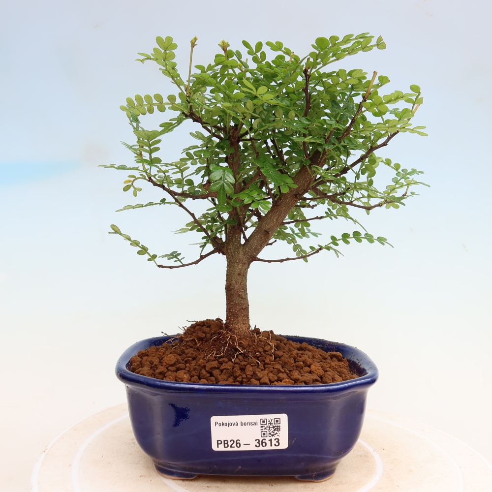 Camera bonsai - Zantoxylum piperitum - albero del pepe