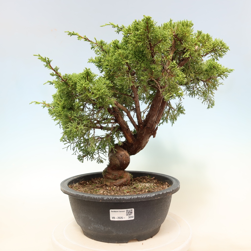 Bonsai da esterno - Juniperus chinensis Itoigawa-Juniperus chinensis