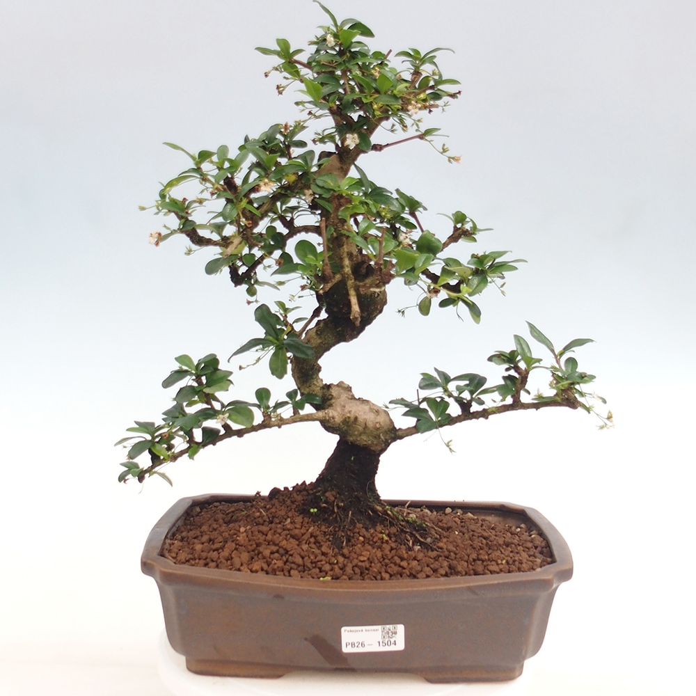 Camera bonsai - Carmona macrophylla - Tea fuki