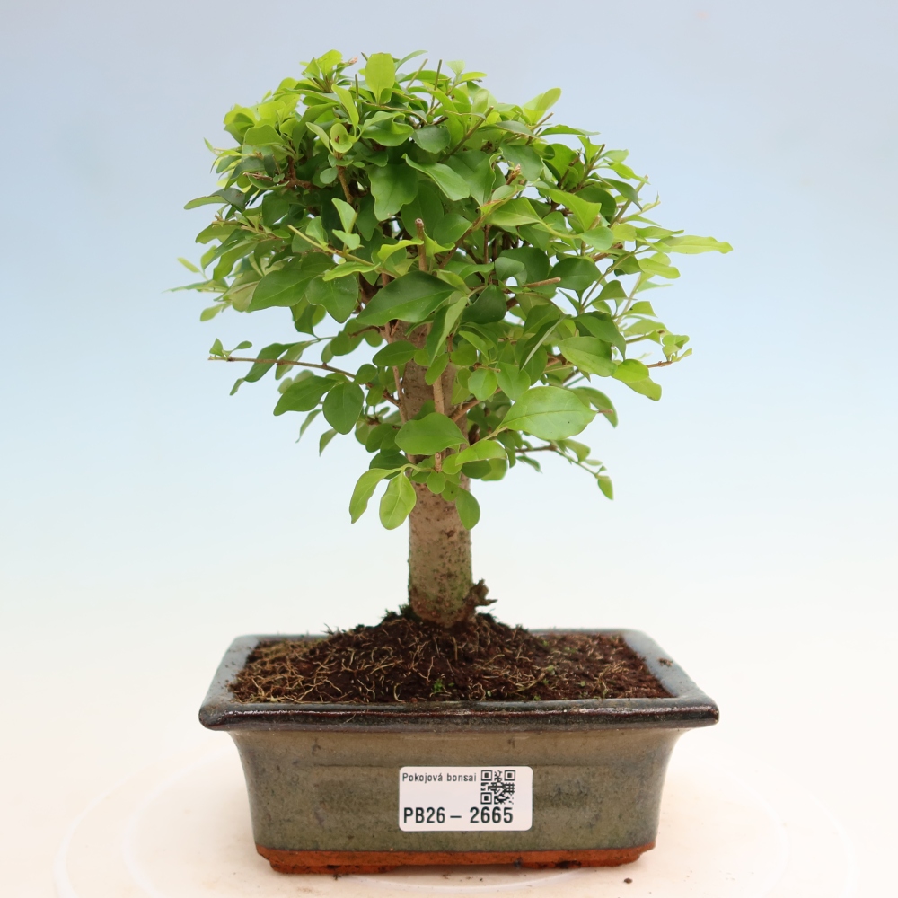 Camera bonsai -Ligustrum chinensis - Becco d'uccello