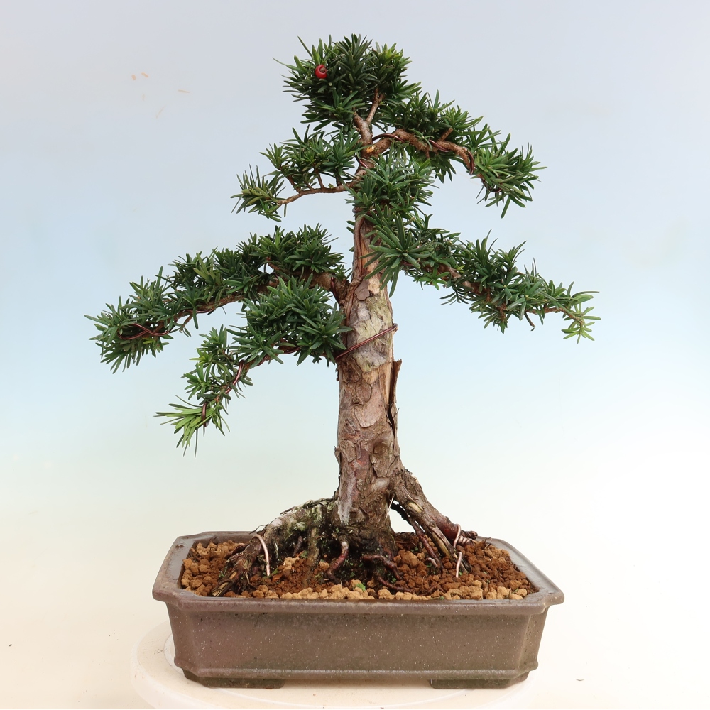 Bonsai da esterno - Taxus cuspidata - Tasso giapponese