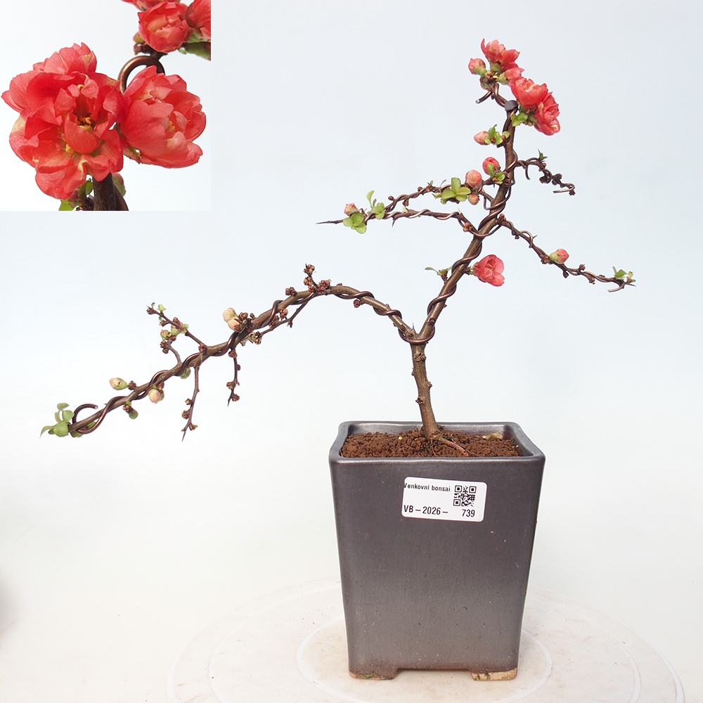 Bonsai da esterno - Chaneomeles s. Red Joy - Cotogno