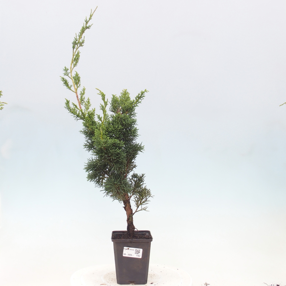 Bonsai da esterno - Juniperus chinensis Kishu