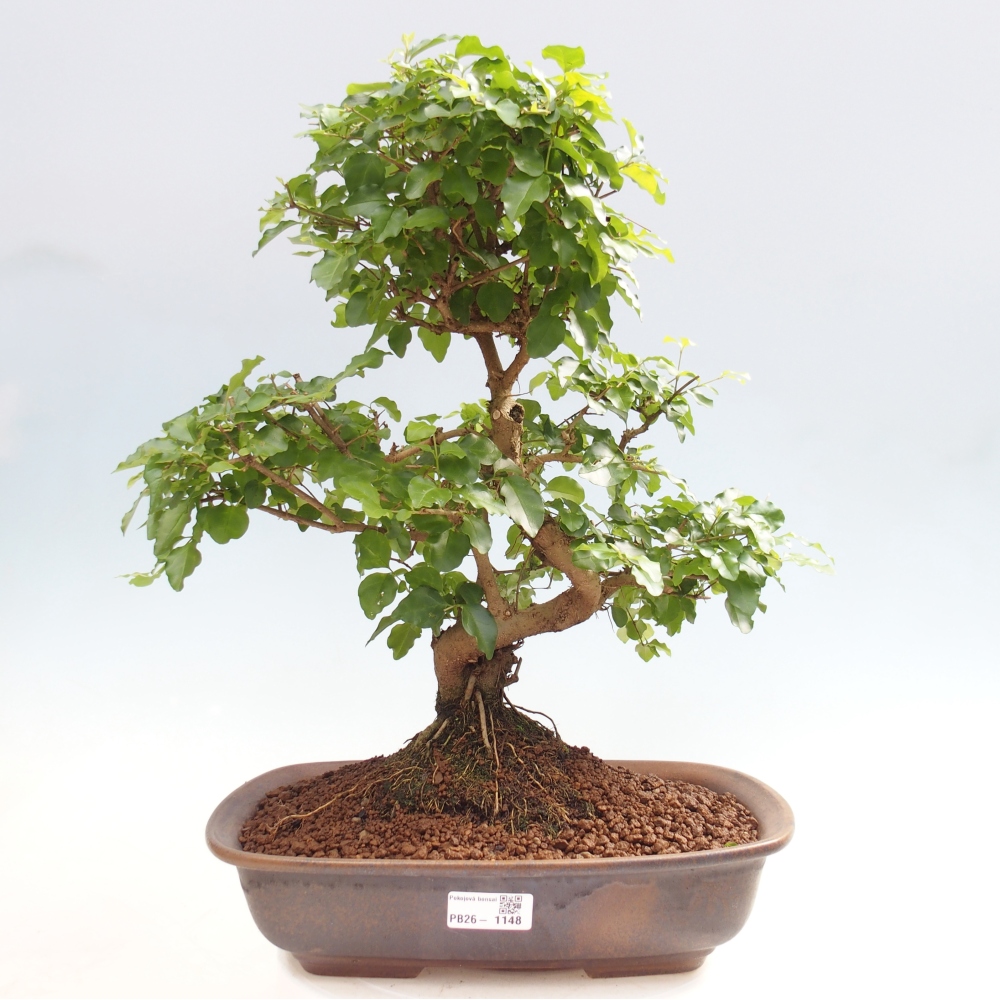 Camera bonsai -Ligustrum chinensis - Becco d'uccello